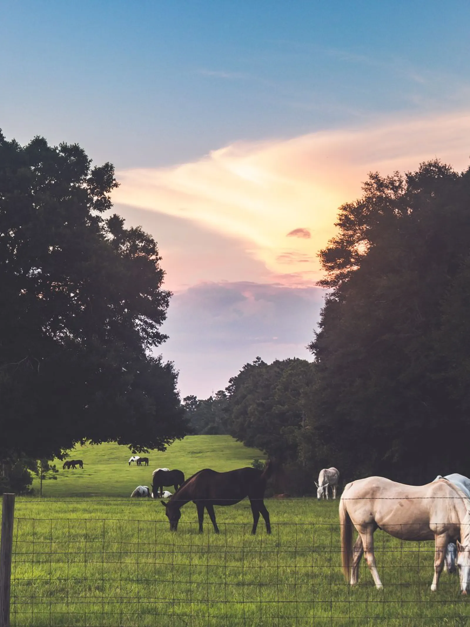 Horses grazing in a fenced pasture