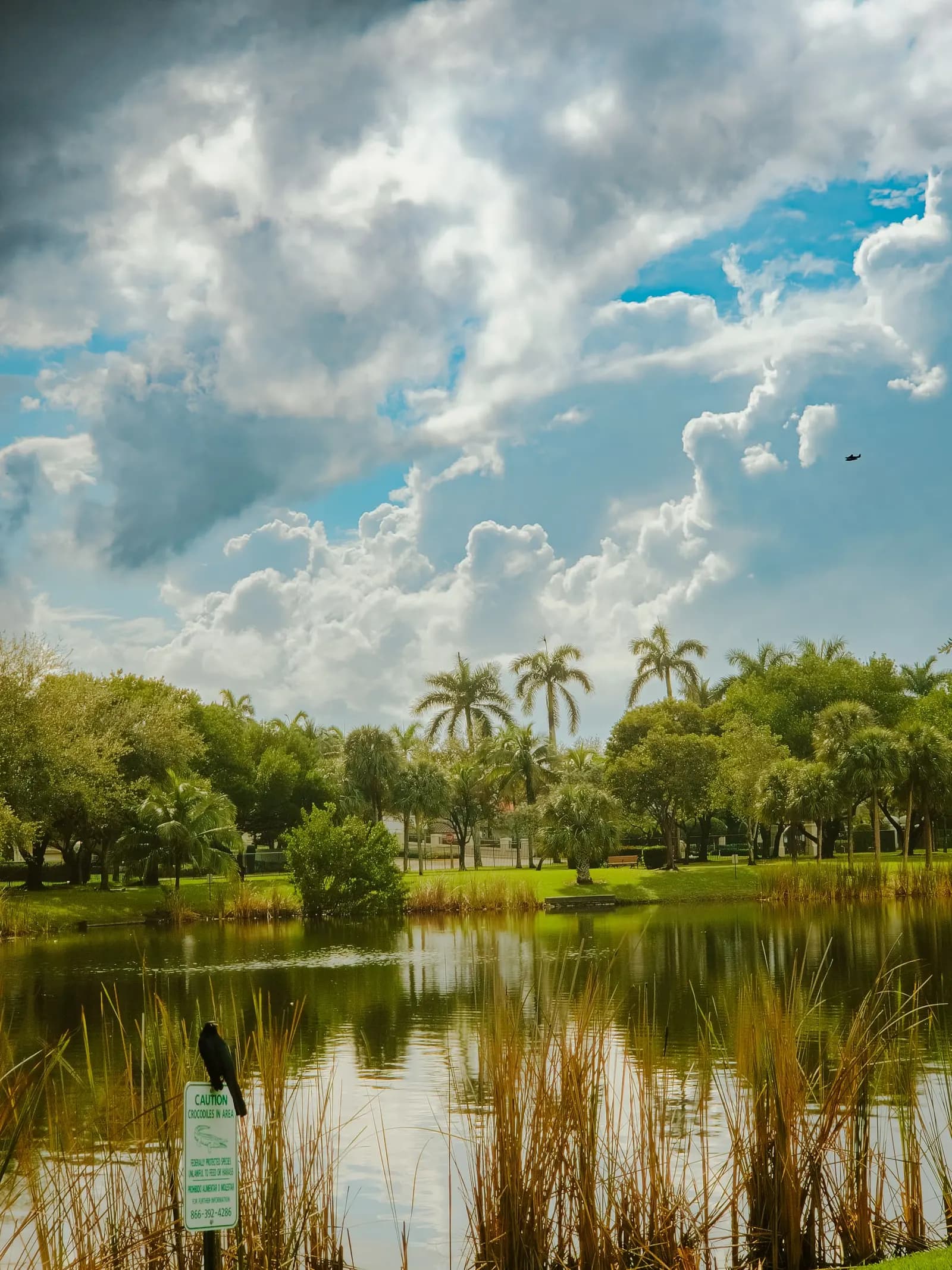 Lake with palm trees under a sky of cumulus clouds