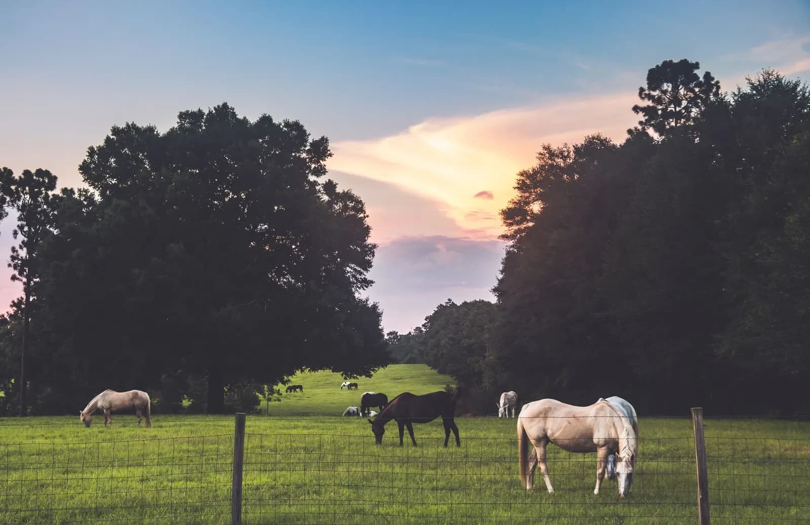 Horses grazing in a fenced pasture at sunset